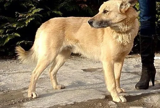 Zeus przyjazny dwuletni psiak, łódzkie Piotrków T
