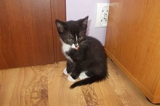 Zyzio i Kejti,  pomorskie Rumia