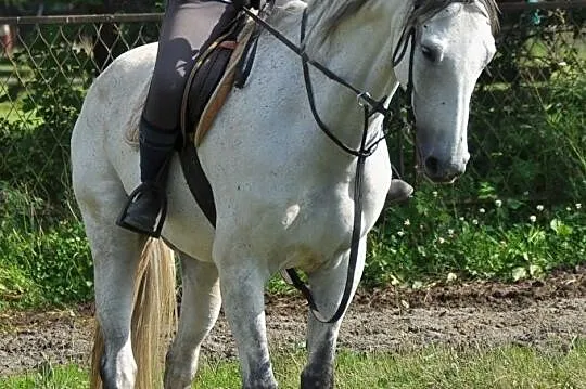 Wydzierzawię wałacha po Corrado Boy, Lublin