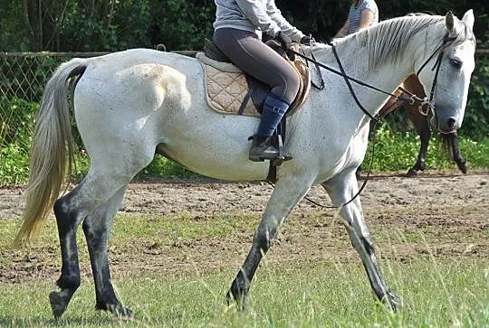 Wydzierzawię wałacha po Corrado Boy, Lublin