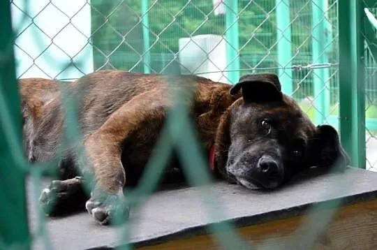 Tori do adopcji