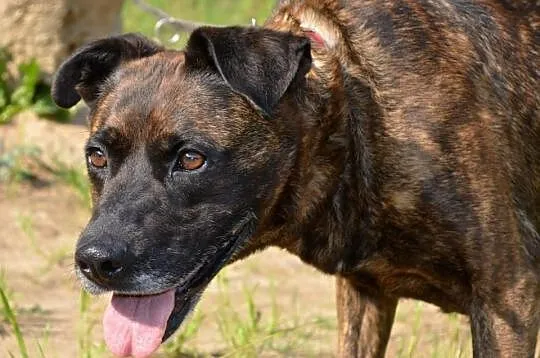 Tori do adopcji
