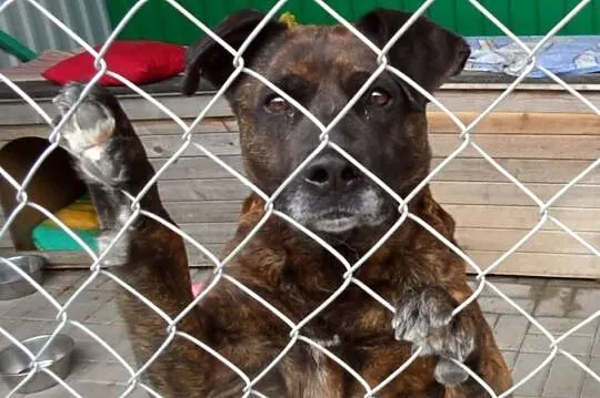 Tori do adopcji