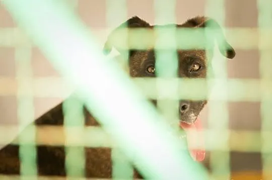 Tori do adopcji
