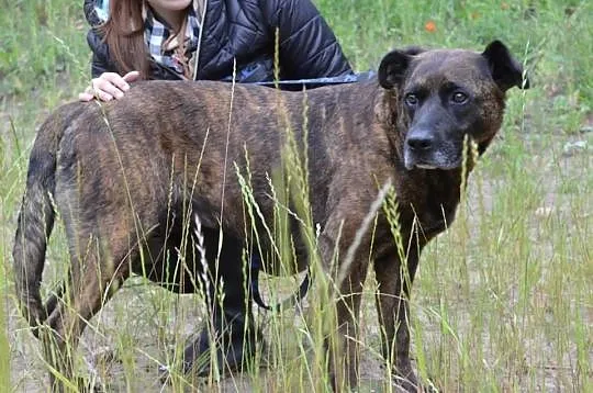 Tori do adopcji