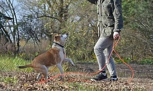 Edek-nieprzecietny pies szuka nieprzecietnego domu