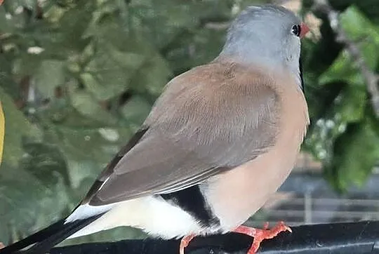Amadyna ostrosterna, Zachodniopomorskie, Szczecin