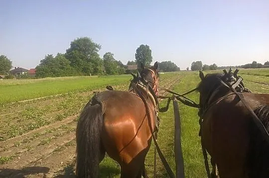Sprzedam / Zamienie kl młp dotacyjna dziadek GREJ