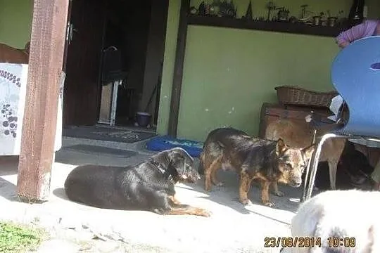 Zobaczyłyśmy go idąc do schroniska