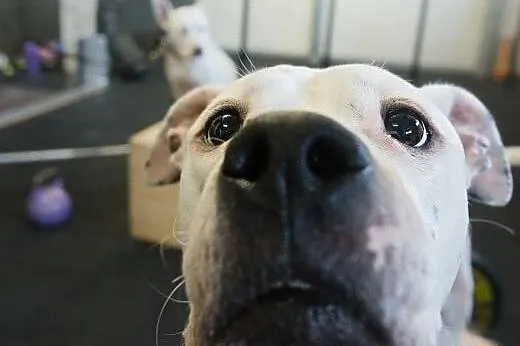Amstaffka Lunka czeka na dobry dom,  Amstaff cała 