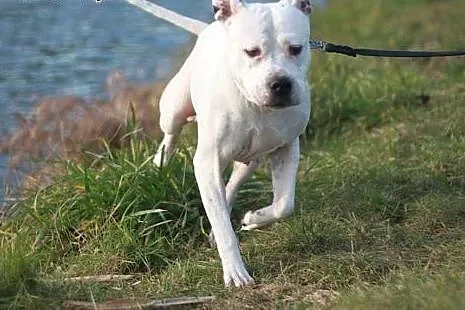 Amstaffka Lunka czeka na dobry dom,  Amstaff cała 