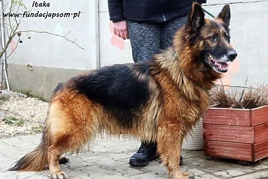 Itaka - owczarkowata suńka, Mazowieckie, Nowy Dwór Mazowiecki