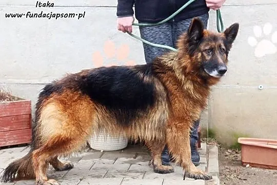 Itaka - owczarkowata suńka, Mazowieckie, Nowy Dwór Mazowiecki