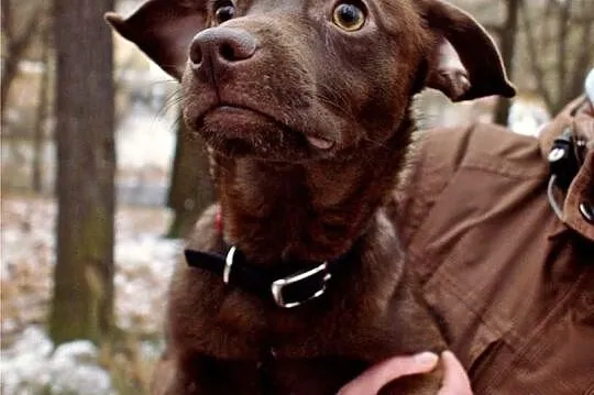 Odebrany ze złych warunków mały Cezar, do adopcji!