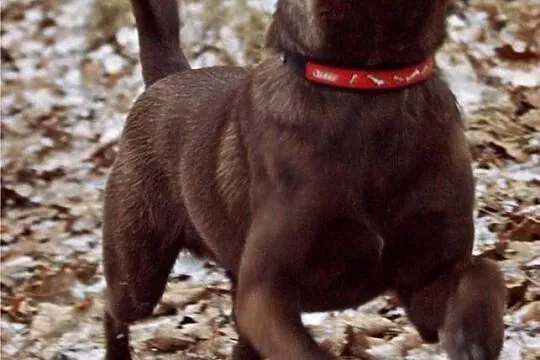 Odebrany ze złych warunków mały Cezar, do adopcji!