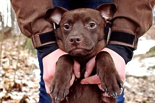 Odebrany ze złych warunków mały Cezar, do adopcji!