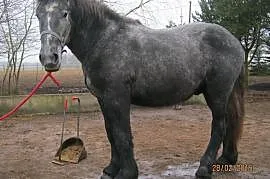 Konie zimnokrwiste - Perszeron, Resko