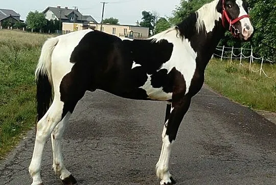 Sprzedam karosrokatego ogiera, , 