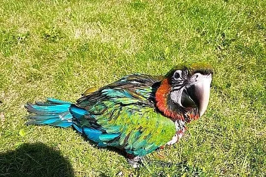 Papugi Ara Harlequin młode, Śląskie, Jaworzno