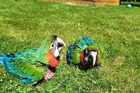 Papugi Ara Harlequin młode, Śląskie, Jaworzno