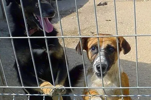 Sopelek nie widzi - ogląda przerażający świat  węc