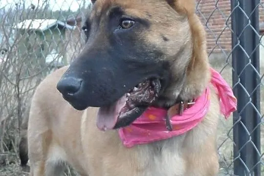Jerry uroczy wesoły młody psiak DO ADOPCJI! ŁTOnZ