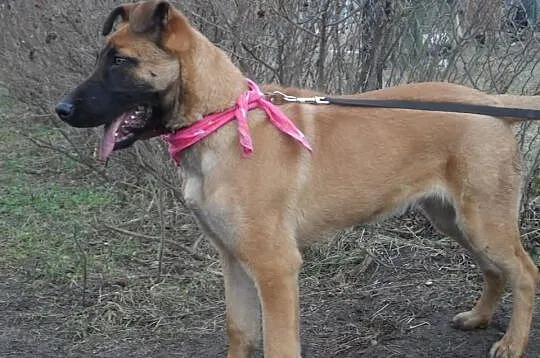 Jerry uroczy wesoły młody psiak DO ADOPCJI! ŁTOnZ