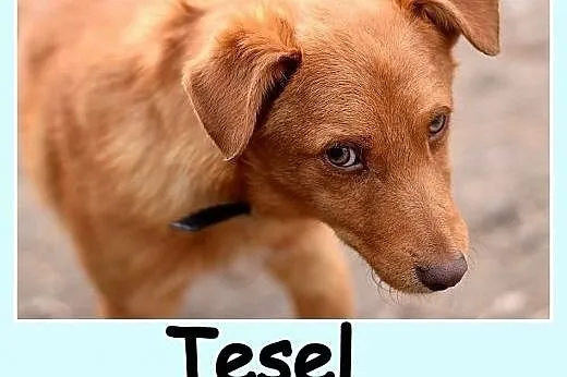 Mały 10 kg,rezolutny, czujny,ciekawski rudy psiak TESEL. Adopcja.,  dolnośląskie Wrocław
