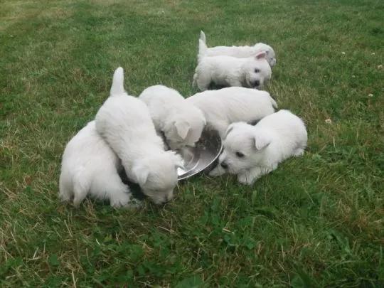 Szczenięta West Highland White Terrier  do adopcji e-mail; {{biancalaura905@gmail.com}}