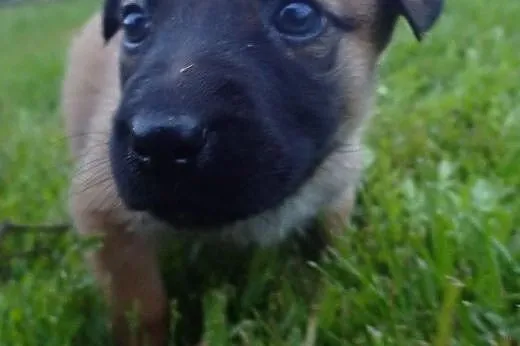 Monika sunia do adopcji szczeniak,  mazowieckie Warszawa