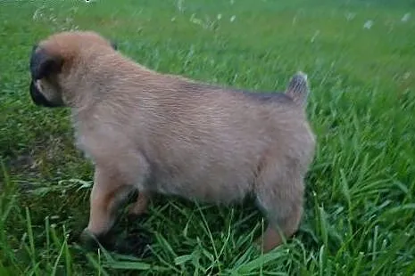 Monika sunia do adopcji szczeniak,  mazowieckie Wa