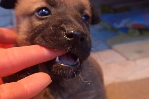 Monika sunia do adopcji szczeniak,  mazowieckie Wa