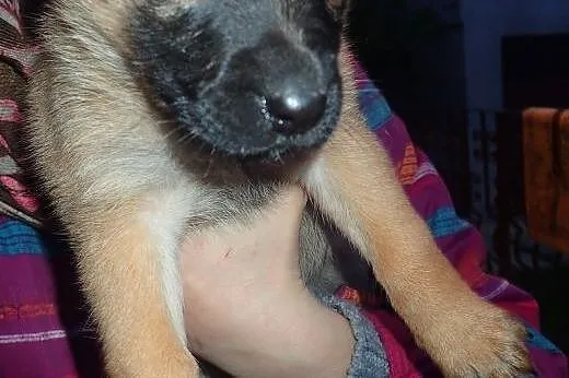 Monika sunia do adopcji szczeniak,  mazowieckie Wa