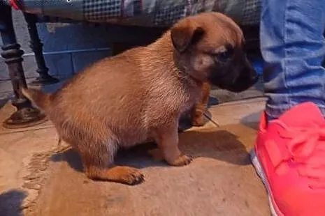 Monika sunia do adopcji szczeniak,  mazowieckie Wa