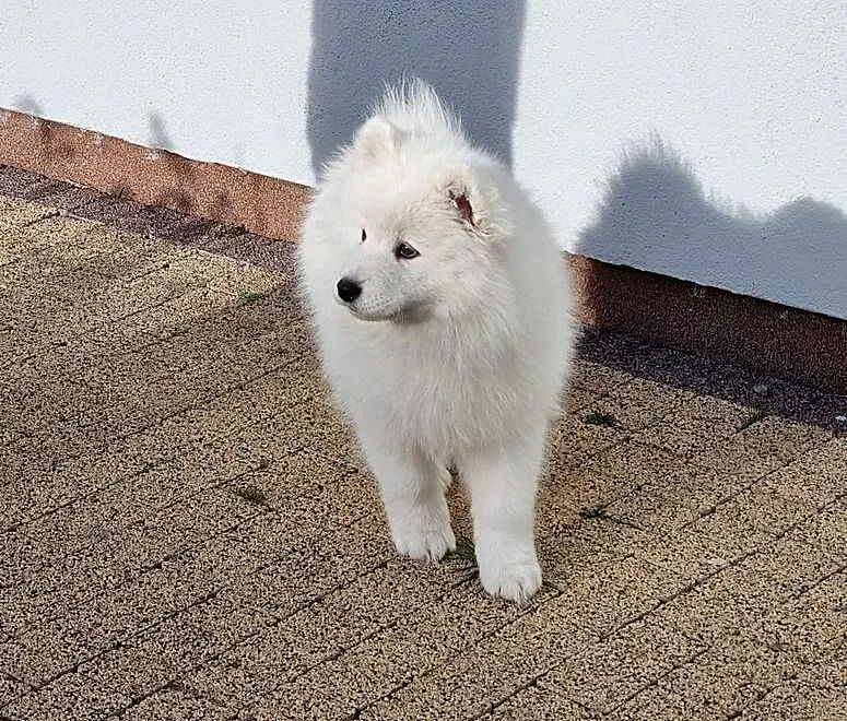 Samoyed szczeniak piesek, Śląskie, Kłobuck