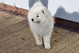 Samoyed szczeniak piesek