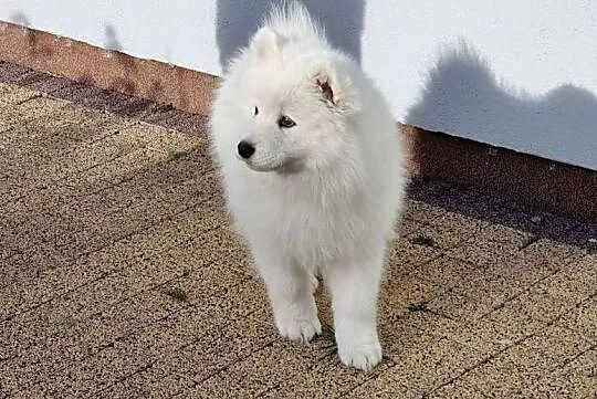 Samoyed szczeniak piesek, Śląskie, Kłobuck