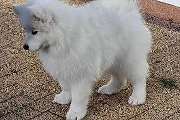 Samoyed szczeniak piesek, Śląskie, Kłobuck