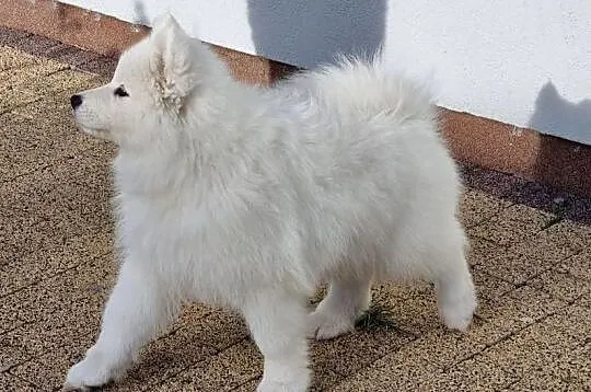 Samoyed szczeniak piesek, Śląskie, Kłobuck