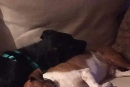 Mona śliczna sunia szczeniak czarna o lśniącym futerku do adopcji, Mazowieckie, Warszawa