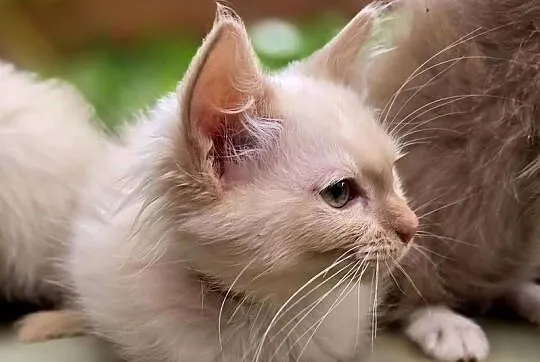 Ragdoll - cherubim - cremowy  , cynamonowy