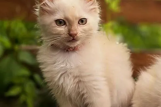 Ragdoll - cherubim - cremowy  , cynamonowy, Lubuskie, Zielona Góra