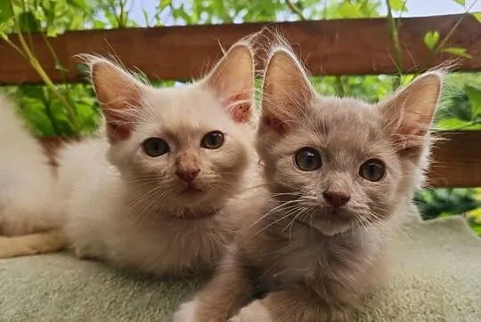 Ragdoll - cherubim - cremowy  , cynamonowy, Lubuskie, Zielona Góra