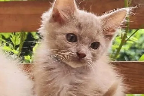 Ragdoll - cherubim - cremowy  , cynamonowy, Lubuskie, Zielona Góra