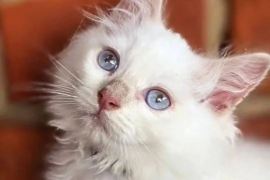 Ragdoll - cherubim - cremowy  , cynamonowy, Lubuskie, Zielona Góra