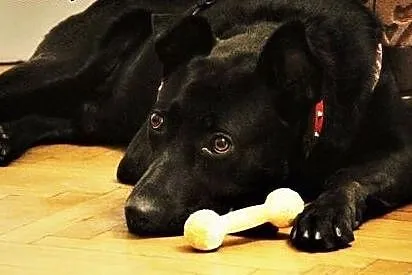 Salvo - młody, przyjazny psiak - do adopcji,  mazowieckie Warszawa