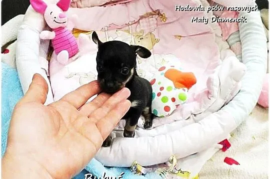 Mini Piesek BUBUŚ Ratlerek XS! Pinczer miniaturowy +Rodowód Do REZERWACJI, Lubuskie, Żary