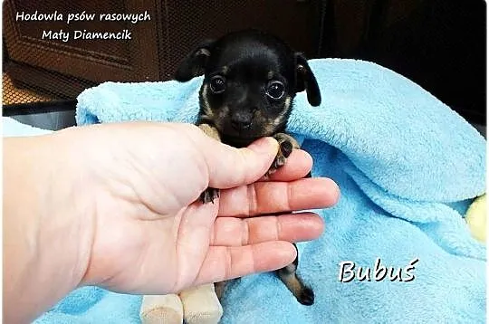 Mini Piesek BUBUŚ Ratlerek XS! Pinczer miniaturowy +Rodowód Do REZERWACJI, Lubuskie, Żary