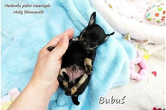 Mini Piesek BUBUŚ Ratlerek XS! Pinczer miniaturowy +Rodowód Do REZERWACJI, Lubuskie, Żary