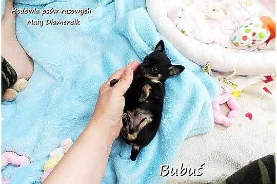 Mini Piesek BUBUŚ Ratlerek XS! Pinczer miniaturowy +Rodowód Do REZERWACJI, Lubuskie, Żary